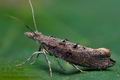 Ypsolopha_horridella_ce9969s