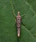 Ypsolopha_horridella_cp8552s