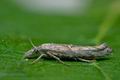 Ypsolopha_instabilella_co8754s