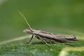 Ypsolopha_instabilella_cp0403s