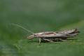 Ypsolopha_instabilella_cp0528s