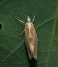 Ypsolopha_lucella_cx2141s