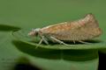 Ypsolopha_lucella_cx7472s