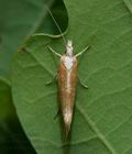 Ypsolopha_lucella_cx7491s