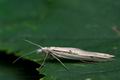 Ypsolopha_mucronella_cd2737s