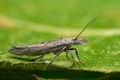 Ypsolopha_mucronella_cy7278s