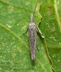 Ypsolopha_mucronella_cy7296s