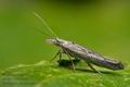 Ypsolopha_mucronella_cy7304s