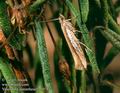 Ypsolopha_parenthesella_10783