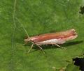 Ypsolopha_parenthesella_ab9624