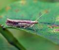 Ypsolopha_parenthesella_bm5068