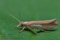 Ypsolopha_parenthesella_cm3652s