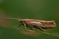 Ypsolopha_parenthesella_co4732s