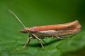 Ypsolopha_parenthesella_cu7602s