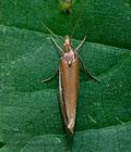 Ypsolopha_parenthesella_cy0980s