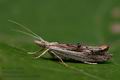 Ypsolopha_scabrella_co0846s