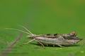 Ypsolopha_scabrella_co2530s