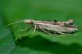 Ypsolopha_scabrella_cx6436s