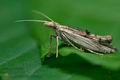 Ypsolopha_scabrella_cx6445s