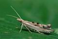 Ypsolopha_scabrella_cx6469s