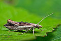 Ypsolopha_scabrella_jg1617s