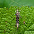 Ypsolopha_scabrella_jg1648s