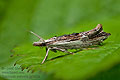 Ypsolopha_scabrella_jg1665s