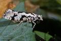 Ypsolopha_sequella_11139