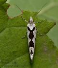 Ypsolopha_sequella_cr2001s