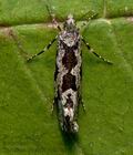 Ypsolopha_sequella_cr2066s