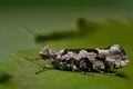 Ypsolopha_sequella_cr2078s