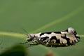 Ypsolopha_sequella_cu5749s