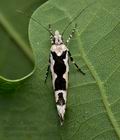 Ypsolopha_sequella_cu5777s