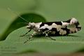 Ypsolopha_sequella_cu5778s