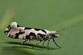 Ypsolopha_sequella_cu5821s