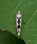 Ypsolopha_sequella_cu9729s