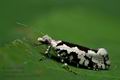 Ypsolopha_sequella_jb3177s