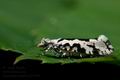 Ypsolopha_sequella_jb3199s