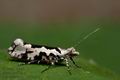 Ypsolopha_sequella_jb3242s