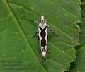 Ypsolopha_sequella_jb3265s