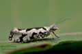 Ypsolopha_sequella_jf8263s