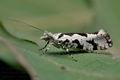 Ypsolopha_sequella_jf8279s