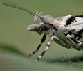 Ypsolopha_sequella_jf8300s