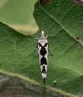 Ypsolopha_sequella_jf8315s