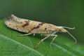 Ypsolopha_sylvella_bm2896