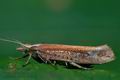 Ypsolopha_ustella_cf1253s