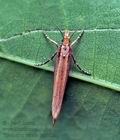 Ypsolopha_ustella_cu5634s