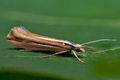 Ypsolopha_ustella_cu6039s