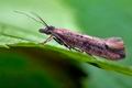 Ypsolopha_ustella_cu7226s