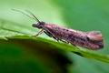 Ypsolopha_ustella_cu7226s